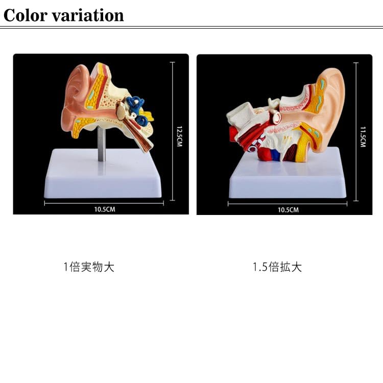 Amazon.co.jp: 耳 模型 耳構造 耳模型 人体模型 耳モデル 耳 モデル